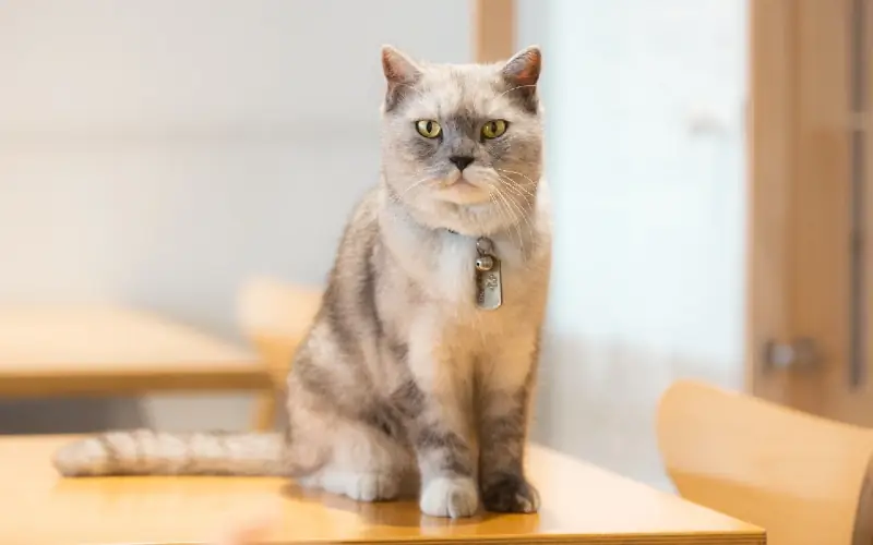 gato britânico de pelo curto