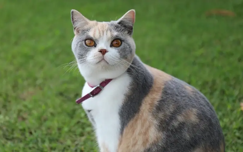 gato british shorthair tricolor