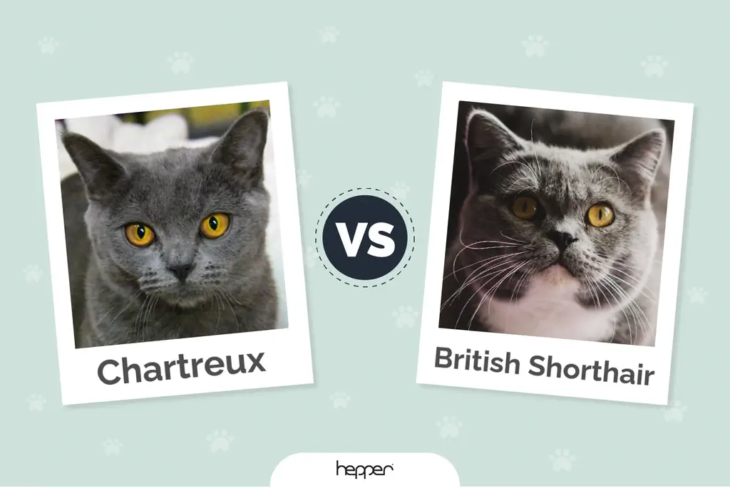 Chartreux vs British Shorthair: Аль нь надад тохирох вэ? (Зургийн хамт)