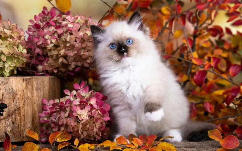 ragamese Siamese ragdoll miv