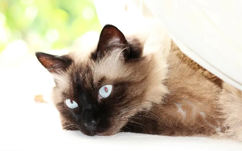 Ragamese - paka wa Siamese Ragdoll