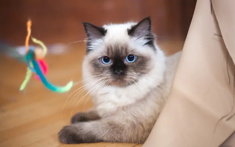 siamese ragdoll ragamese speel met kat speelgoed