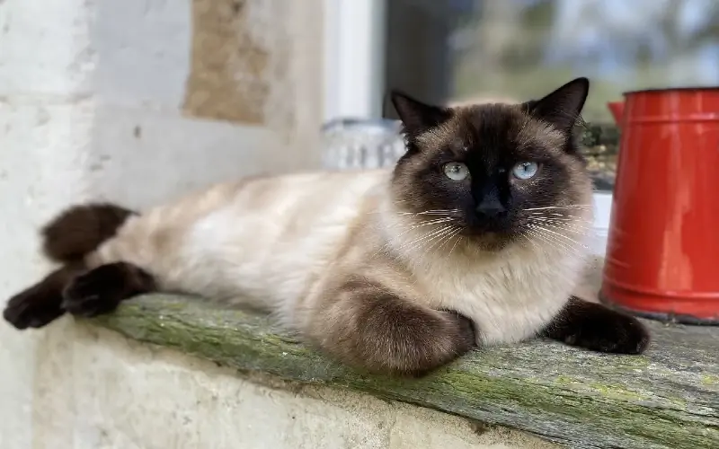 ragamese siamska ragdoll mačka