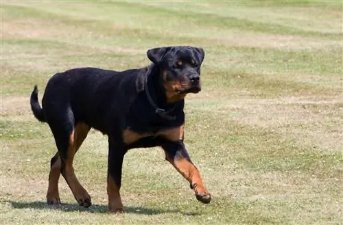 Rottweiler