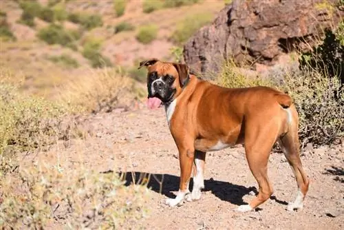 Cão boxer na floresta