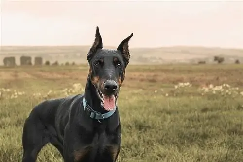 dobermann pinscher