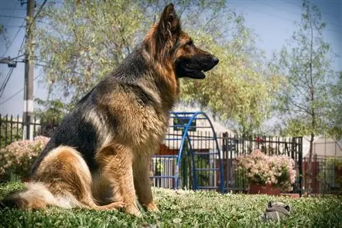 American Show Line Mga German Shepherds