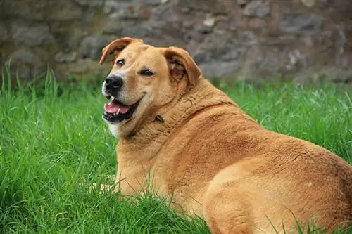 feit golden retriever liggende på gresset