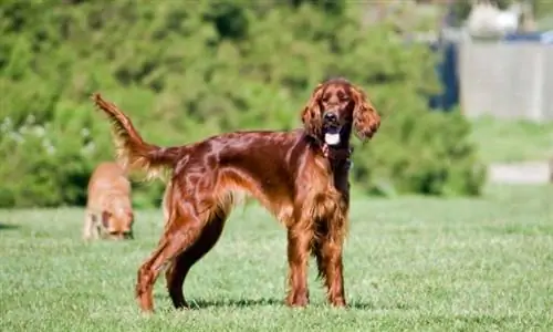 Irish Setter