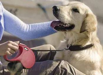 10 mejores correas retráctiles para perros en 2023 – Reseñas & Mejores selecciones