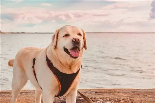 labrador harness