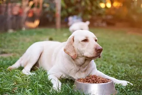 labrador jedzący na zewnątrz