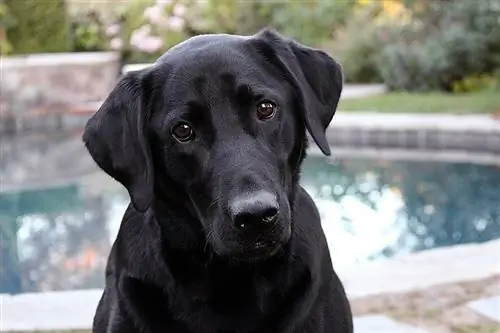 Labrador Retriever