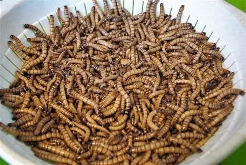 mealworms ua ntses noj