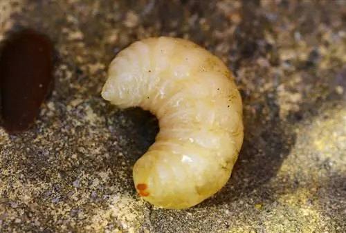 waxworm