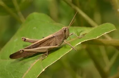 jangkrik di daun tanaman