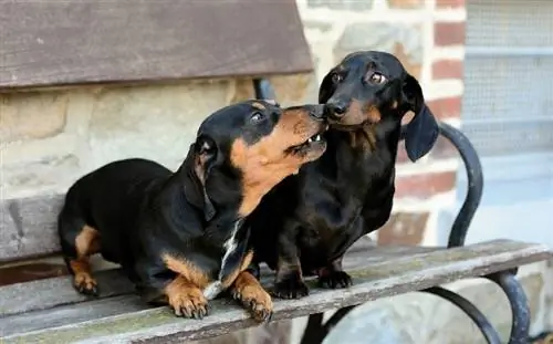 mbwa wawili wa dachshund wameketi kwenye benchi nje