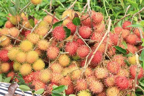 rambutan frisk høstet