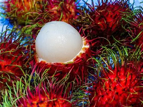 rambutan i qëruar