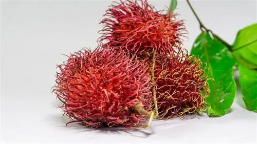 Μπορούν οι σκύλοι να φάνε Rambutan; Τι πρέπει να γνωρίζετε