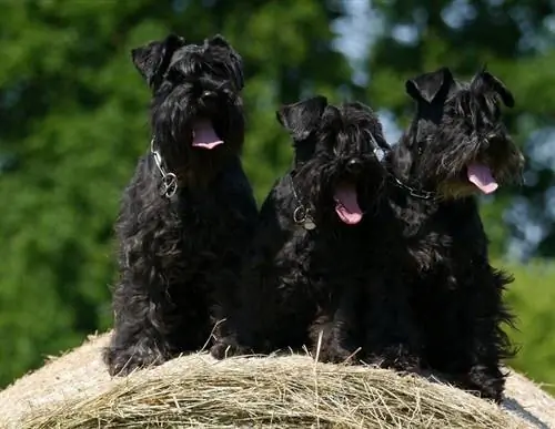 Miniatur Schnauzer tiga kali ganda hitam