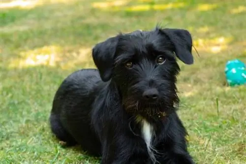 anjing schnauzer kecil di atas rumput melihat kamera dengan kepala senget