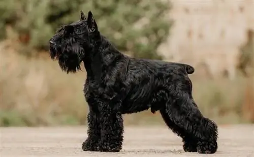 miniatur anjing hitam schnauzer berdiri di luar rumah