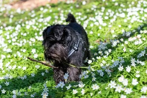 ang itim na miniature schnauzer dog ay nakatayo sa gitna ng maraming puting kahoy na anemone