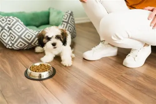 shih tzu malapit sa food bowl