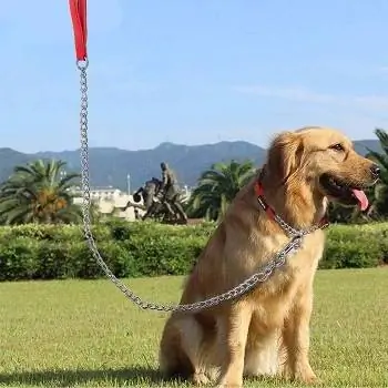 10 Pinakamahusay na Dog Leashes para sa Mga Tuta noong 2023 – Mga Review & Mga Nangungunang Pinili