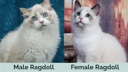 Bărbat vs femeie Ragdoll unul lângă altul