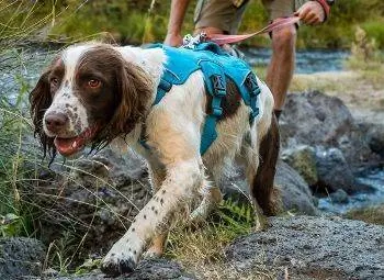 10 melhores arreios para cães para corrida em 2023 - revisão & Guia