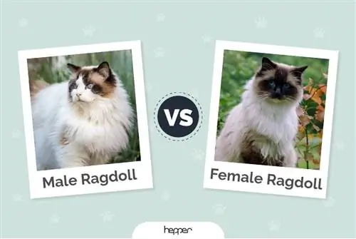 Ragdoll ชาย vs หญิง: ต่างกันอย่างไร (พร้อมรูปภาพ)