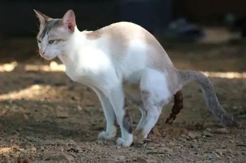 chat qui fait caca dehors