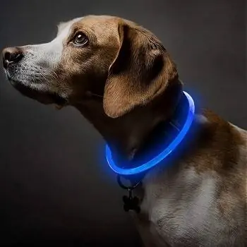 10 bedste LED-halsbånd til hunde i 2023 – anmeldelser, topvalg & sammenligning