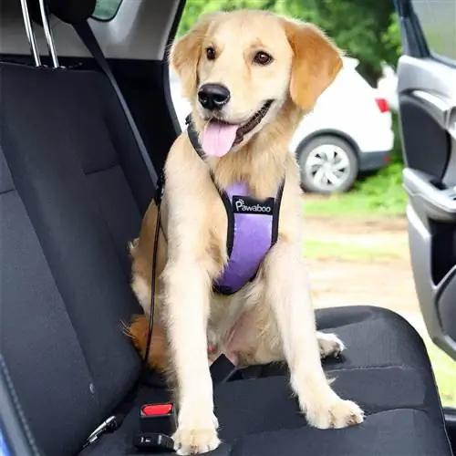 Dog Seat Belt