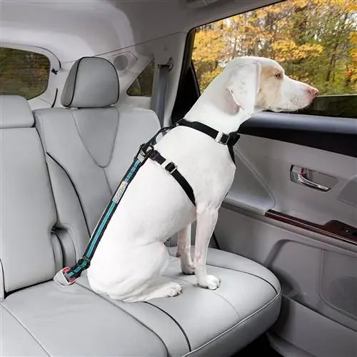 10 Pinakamahusay na Dog Seat Belt ng 2023 – Mga Review, Mga Nangungunang Pinili & Gabay