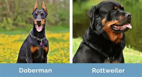 Doberman ve Rottweiler yan yana