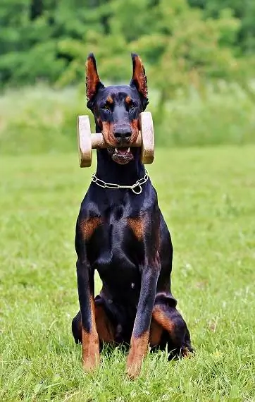 Entrenament de Doberman