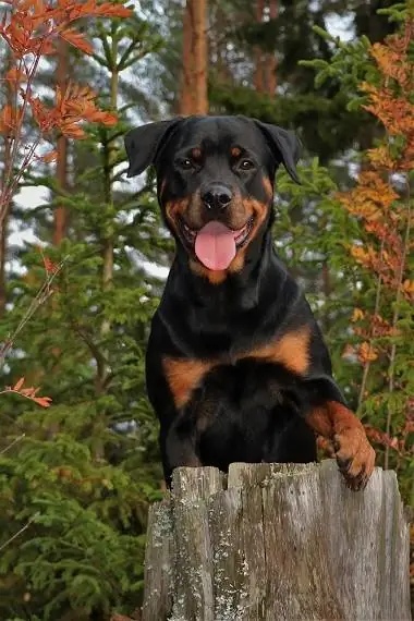 Kev cob qhia Rottweiler