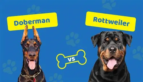 Doberman lwn Rottweiler: Apakah Perbezaannya? – Perbandingan Lengkap