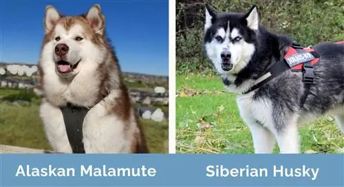 Alaskan Malamute kontra Siberian Husky ramię w ramię