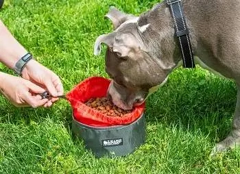 Leashboss Collapsible Dog Bowls