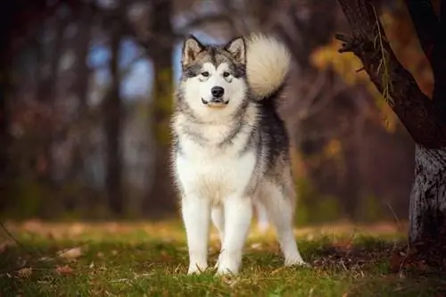 alaskan malamute