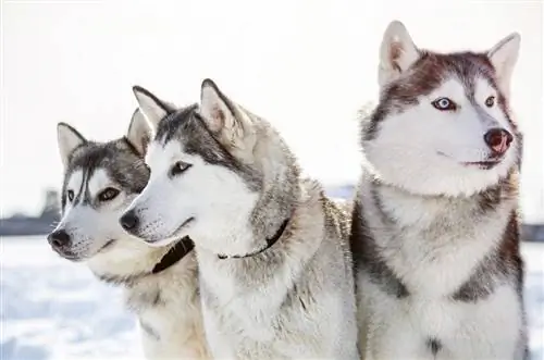 tři sibiřští husky psi