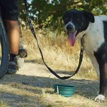 Los 10 mejores tazones plegables para perros para viajar & Senderismo en 2023 – Reseñas & Las mejores selecciones