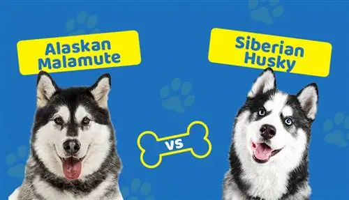 Alaskan Malamute vs Siberian Husky: Vad är skillnaden?