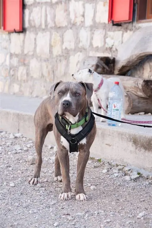 pitbull purtând ham și guler