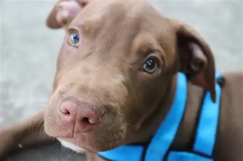 10 meilleurs harnais pour chiens pour Pitbulls en 2023 - Avis &