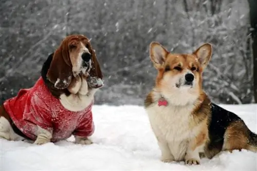 basset-hound-welsh-corgi_shutterstock_yuliyast (1)